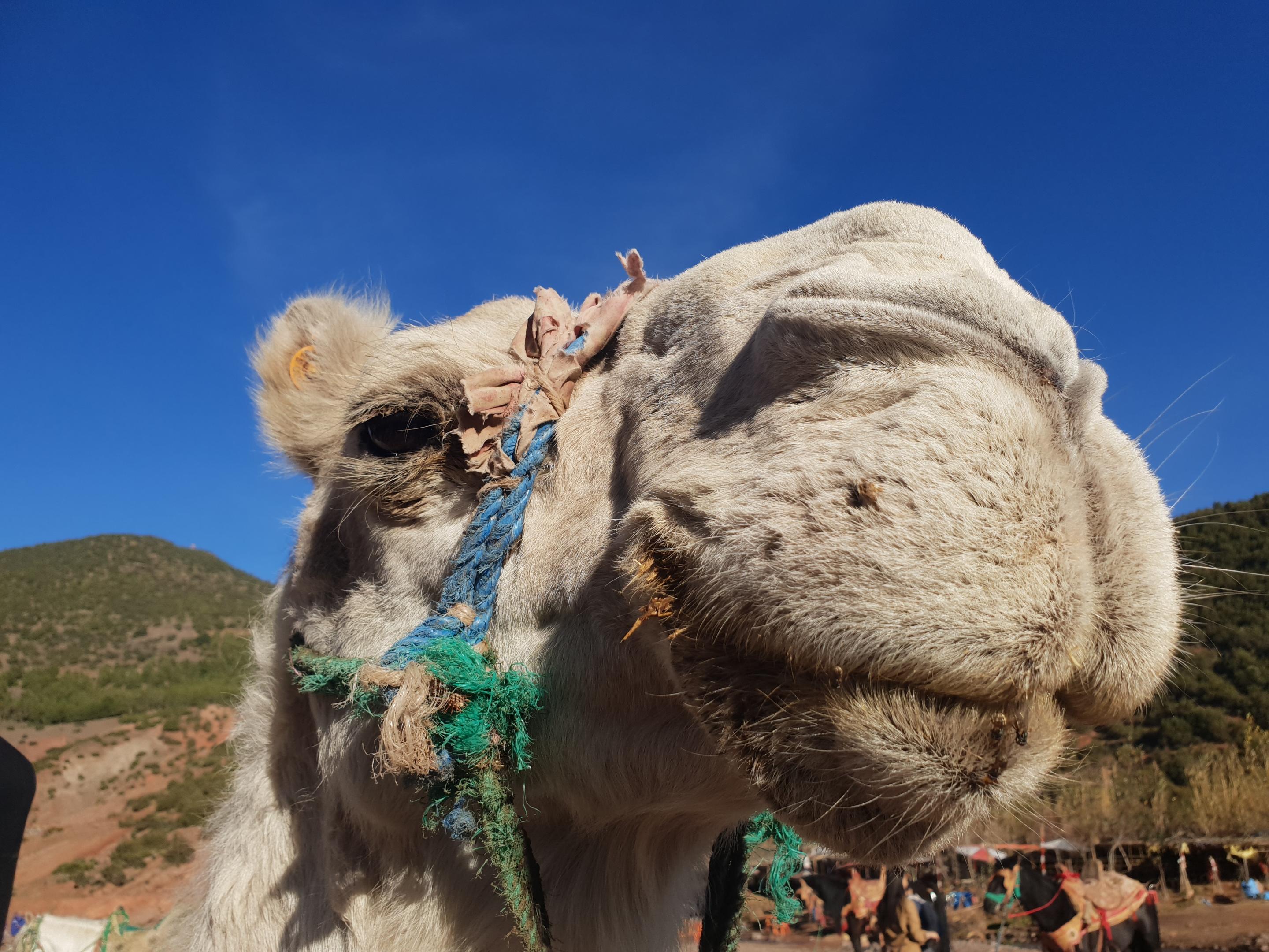 Kasbah Africa Panzió Ouirgane Kültér fotó